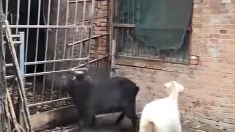 Two students goat