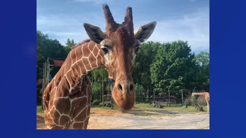 Lucille, giraffe born at Zoo Knoxville in 2001, has died