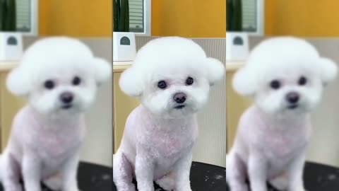 Adorable Dog Gets a Fluffy Makeover!