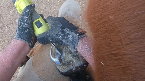 Hoof Trim on Arabian Horse