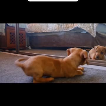 Funny dog video 🐶