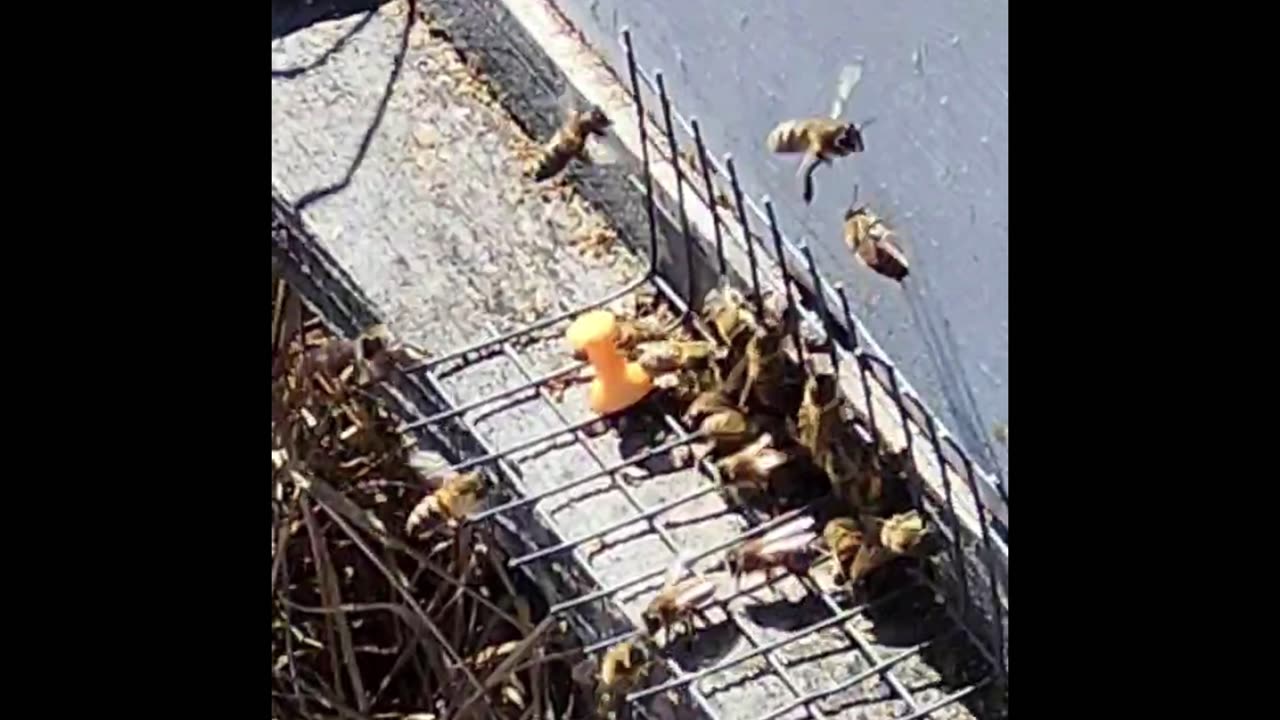 David's Bee Update