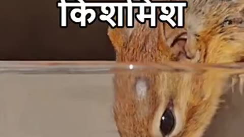 खून की कमी दूर करे बादाम और किशमिश