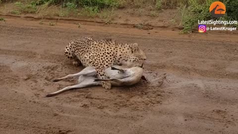 Buck’s Heartbreaking Cry as Cheetah Strikes