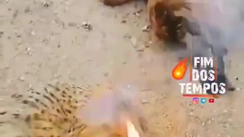 Chickens Mysteriously Died While Breathing Fire in Sakaleeshpu Indian Village