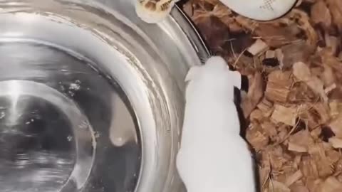Rat feeding to snake