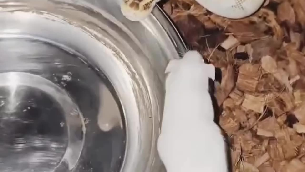 Rat feeding to snake