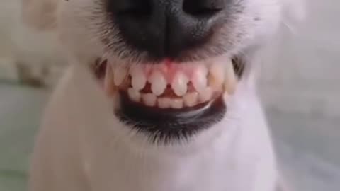 犬の笑顔😃dogs laughing