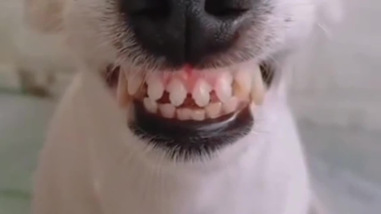 犬の笑顔😃dogs laughing