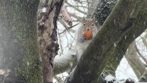 Squirrel enjoying timbits