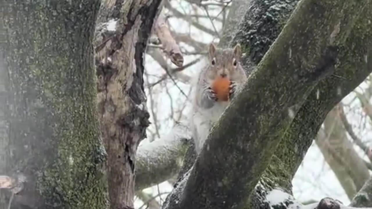 Squirrel enjoying timbits