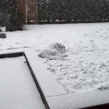 St Bernard’s love snow