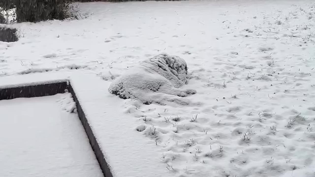 St Bernard’s love snow