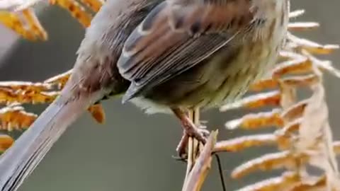 Sparrow sing morning song lonely...