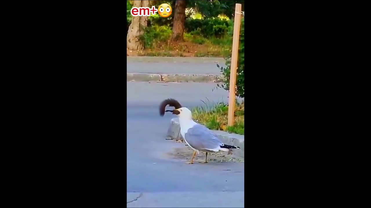 A hungry seagull ate a whole squirrel 😳🐿