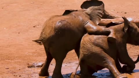 A must watch! Super cute Elephant baby messing around with mama!