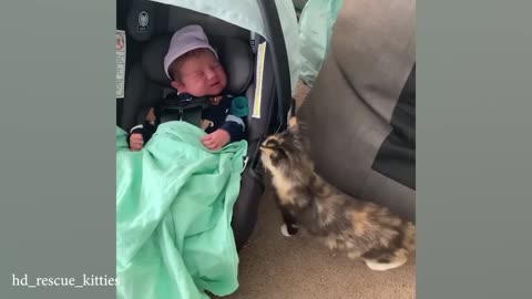 No Babysitter, No Problem When You Have A Cat!