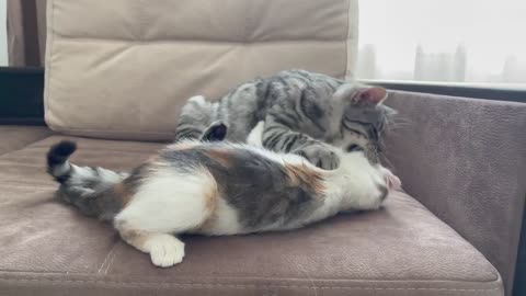 Funniest video of what Kittens friendship looks like