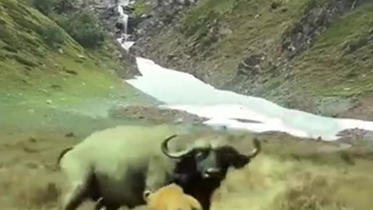 Most Brave Buffalo