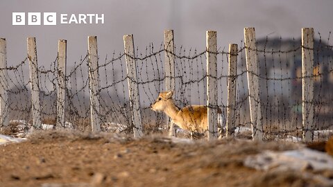 Gazelle Risks Its Life To Cross This Railway