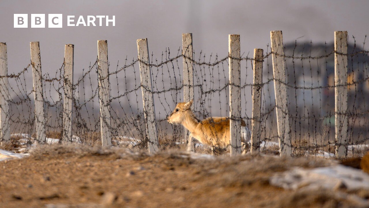Gazelle Risks Its Life To Cross This Railway