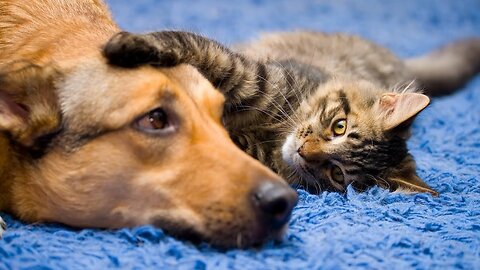 Funny Animal Moments (Cat, Dog, Birds) Most Funny Videos