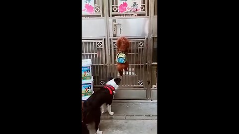 funny dogs videos🐕😂#funny #entertainmet#funny video