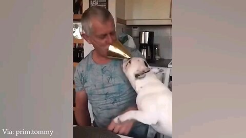 Funny animals