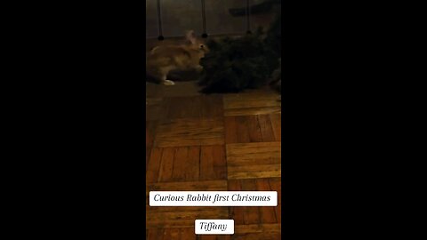 Rabbits first Christmas