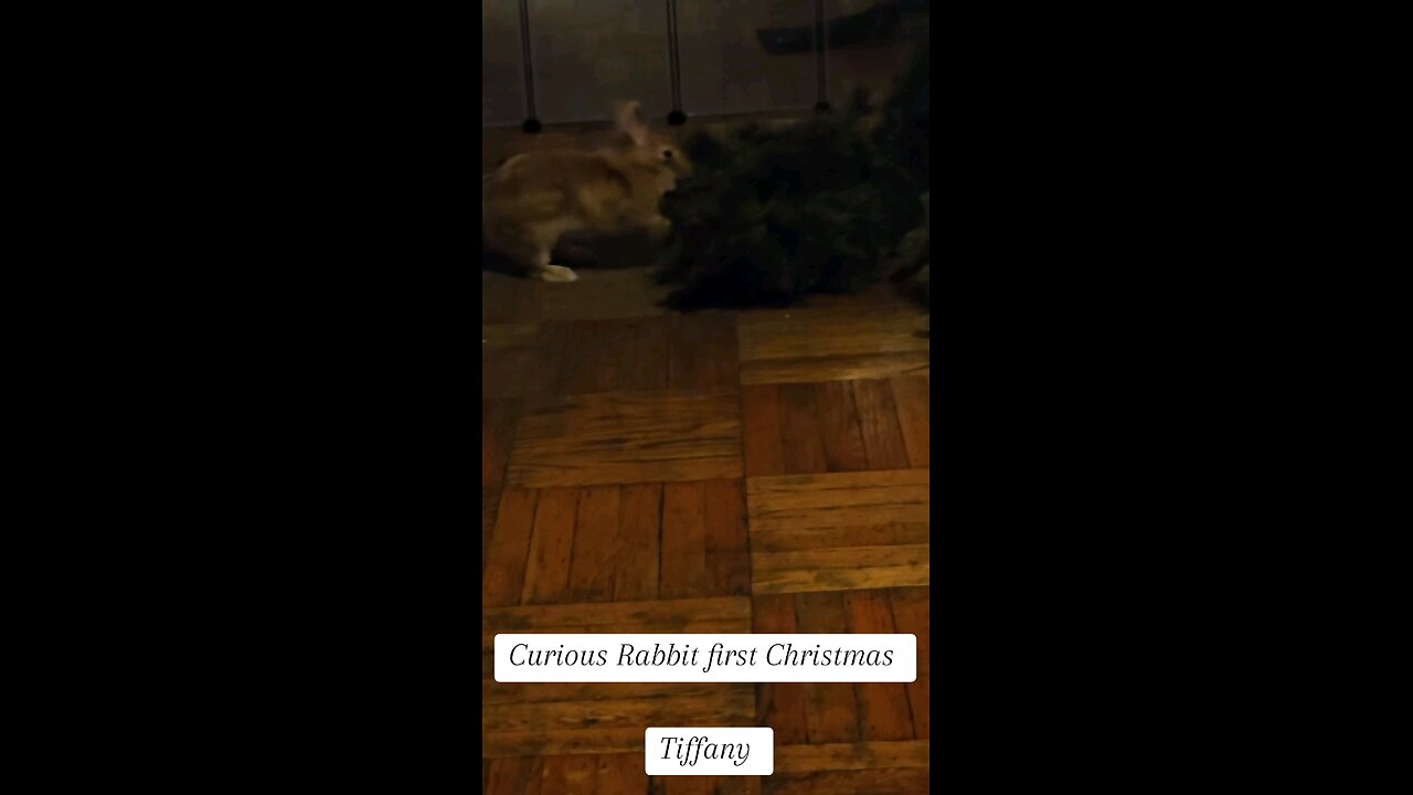 Rabbits first Christmas