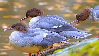 Gang of Female Goosander Ducks on a Rock by the Pond. Common Mergansers