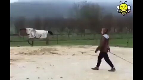 Cow Thinks He's A Showjumping Horse