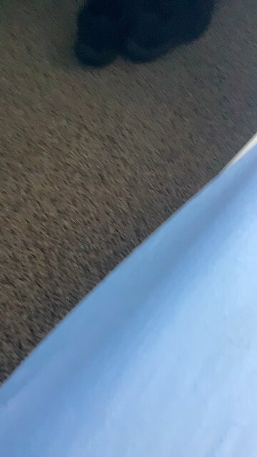 You know what’s worse than a rat