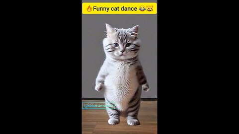 cat-videos-funny-dance-video-for-cats-funnycat