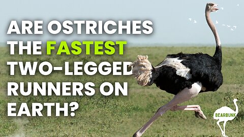 Did You Know Ostriches Are the Fastest Two-Legged Runners?