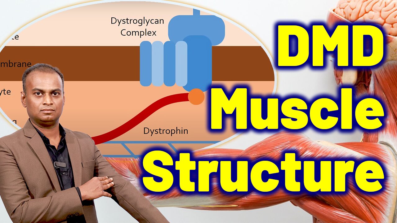 Structure and Function of Muscle Related to Duchenne Muscular Dystrophy DMD Dr. Bharadwaz Homeopathy