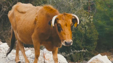 Cow