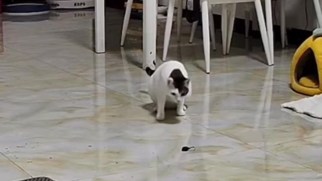 My cat can throw poop