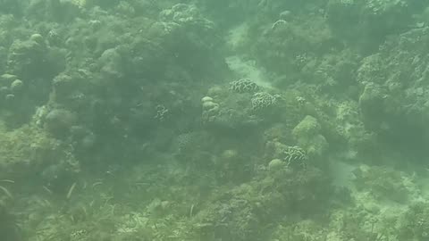 Snorkeling Time