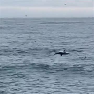Nothing to see here except a dolphin living his best life :)