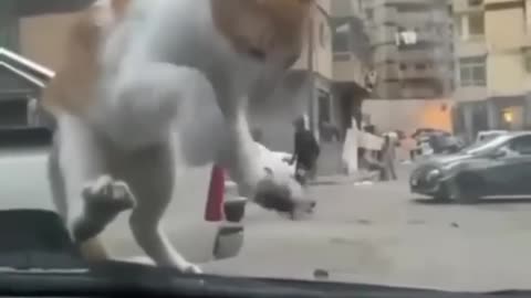 Funny animals 2023😆 - Funniest Cats and Dogs Video🐕🐈201 #shorts