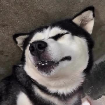 "When the Dog Drinks Beer... 😂🐕🍺"