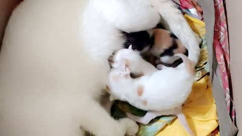 My cat giving birth