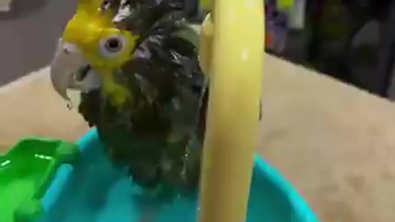 Such a cute bird