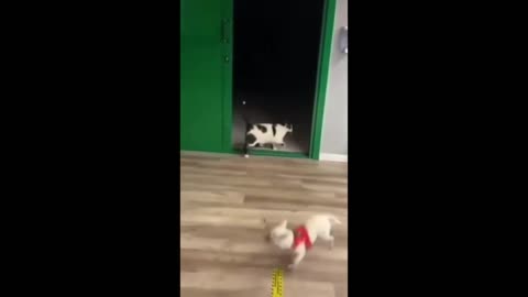 Cat vs dogs funny video