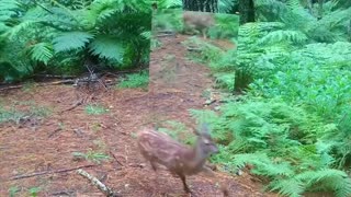 Animals reacting to themselves in the mirror in jungle.