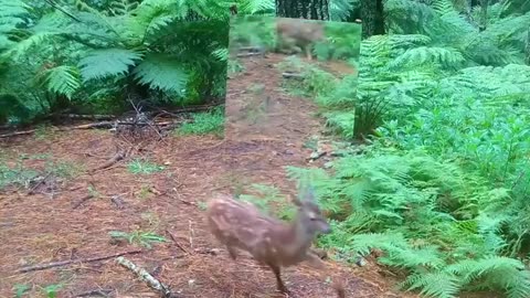 Animals reacting to themselves in the mirror in jungle.