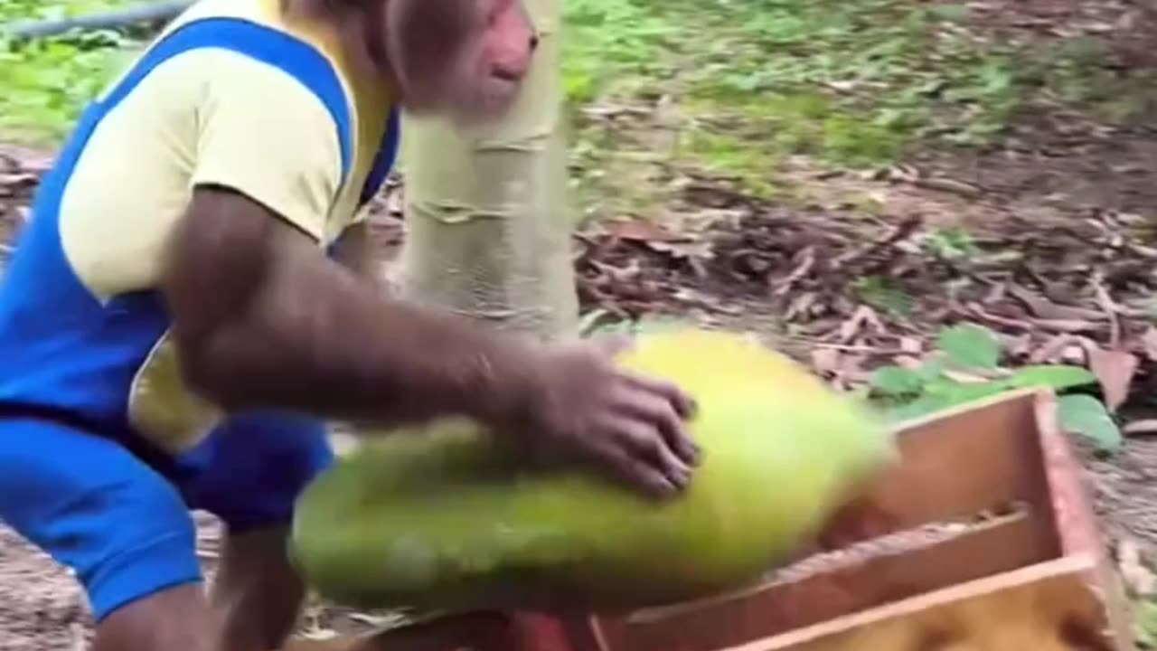 Monkey Selling Papaya Fruits In Market || Cute monkey videos for kids