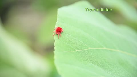 Red Velvet spider ( Trombidiidae)