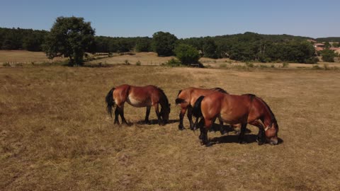 Bay Hispano-Bretón Horses in Spain